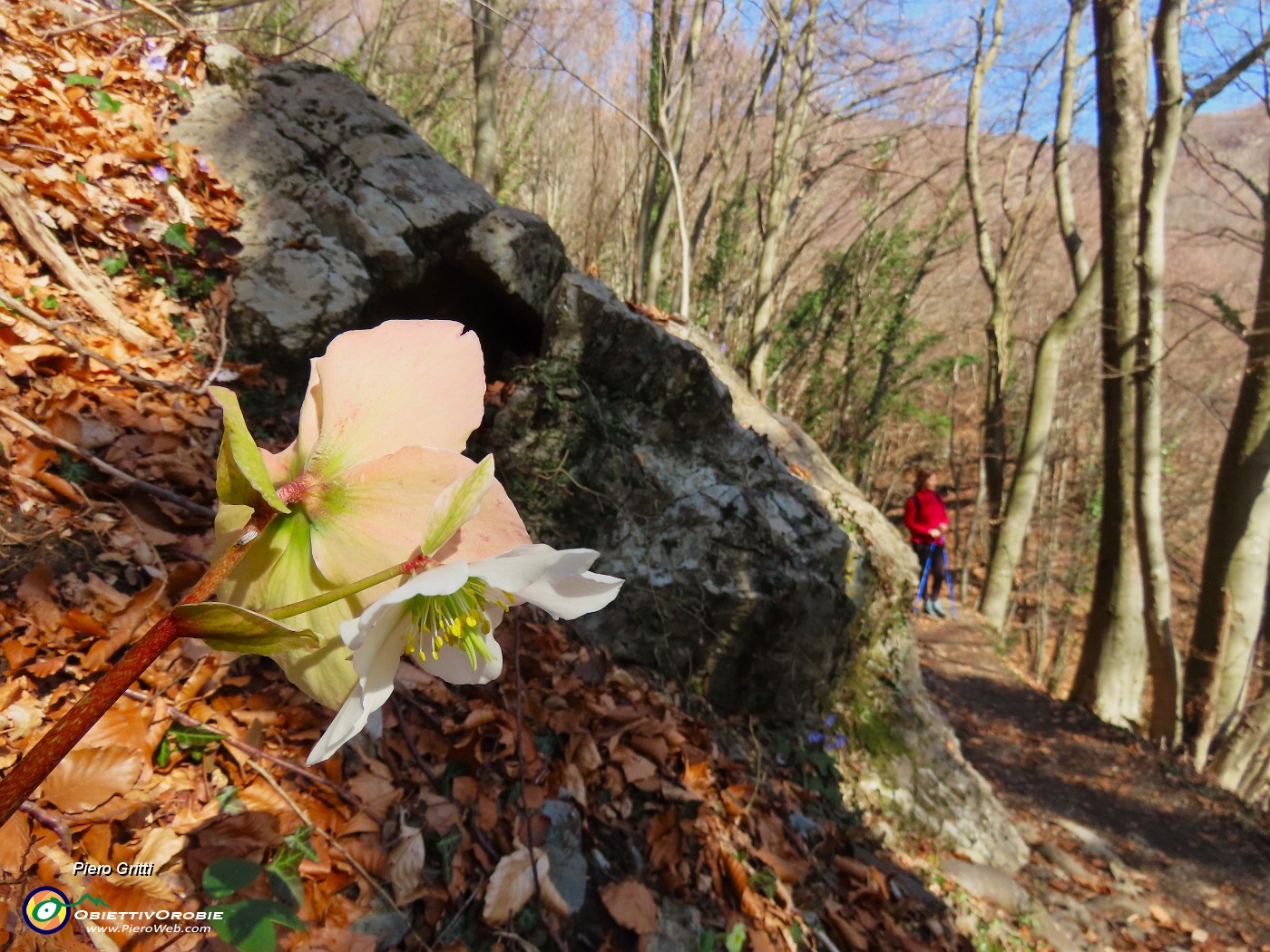 17 Helleborus niger (Ellebori).JPG